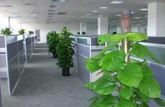 北京綠植租賃租擺多少錢